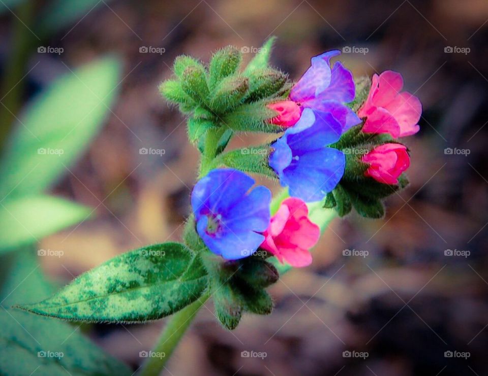 Virginia flowers