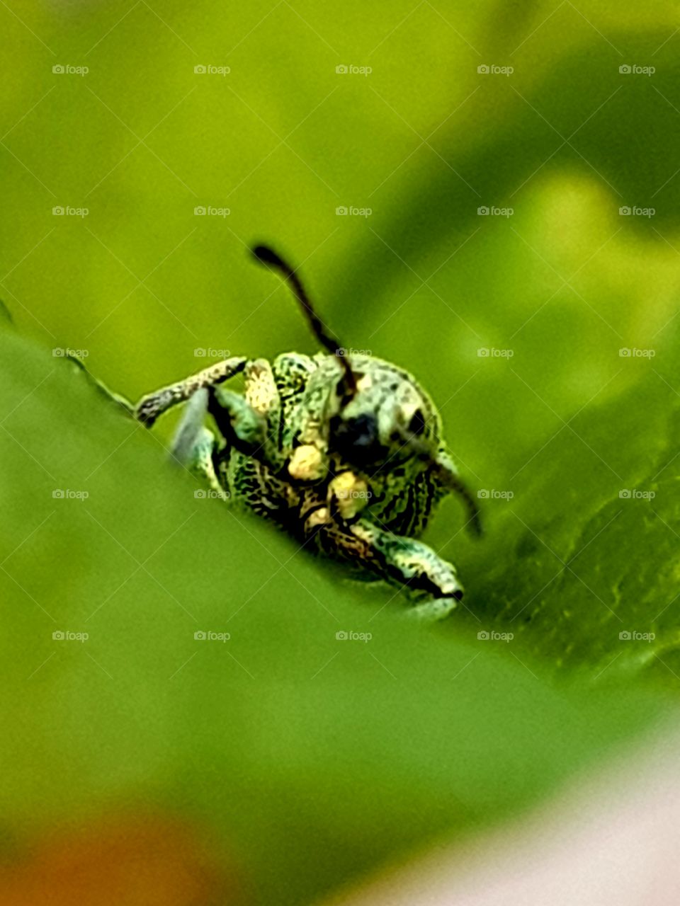 Bug on leaf