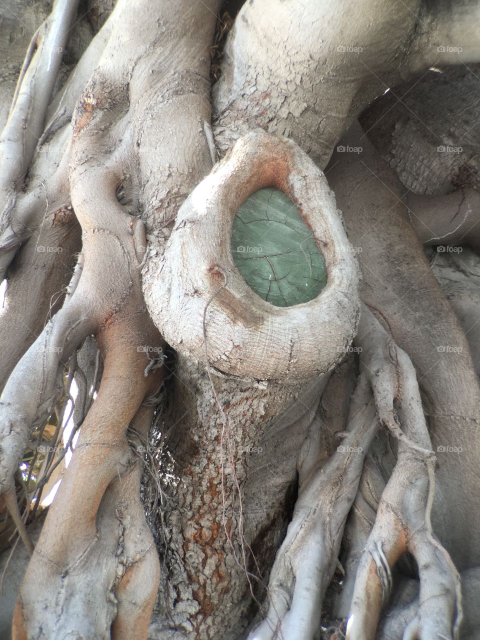 Glass in tree root