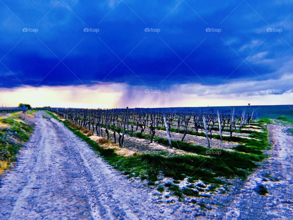 Rain over vineyards- regen über Weinberge 