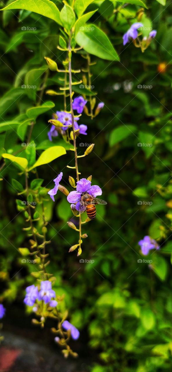 Honey Bee in flower