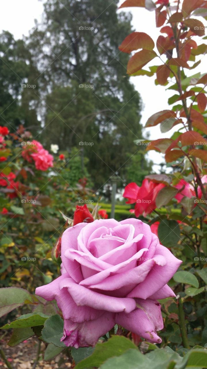 pink rose