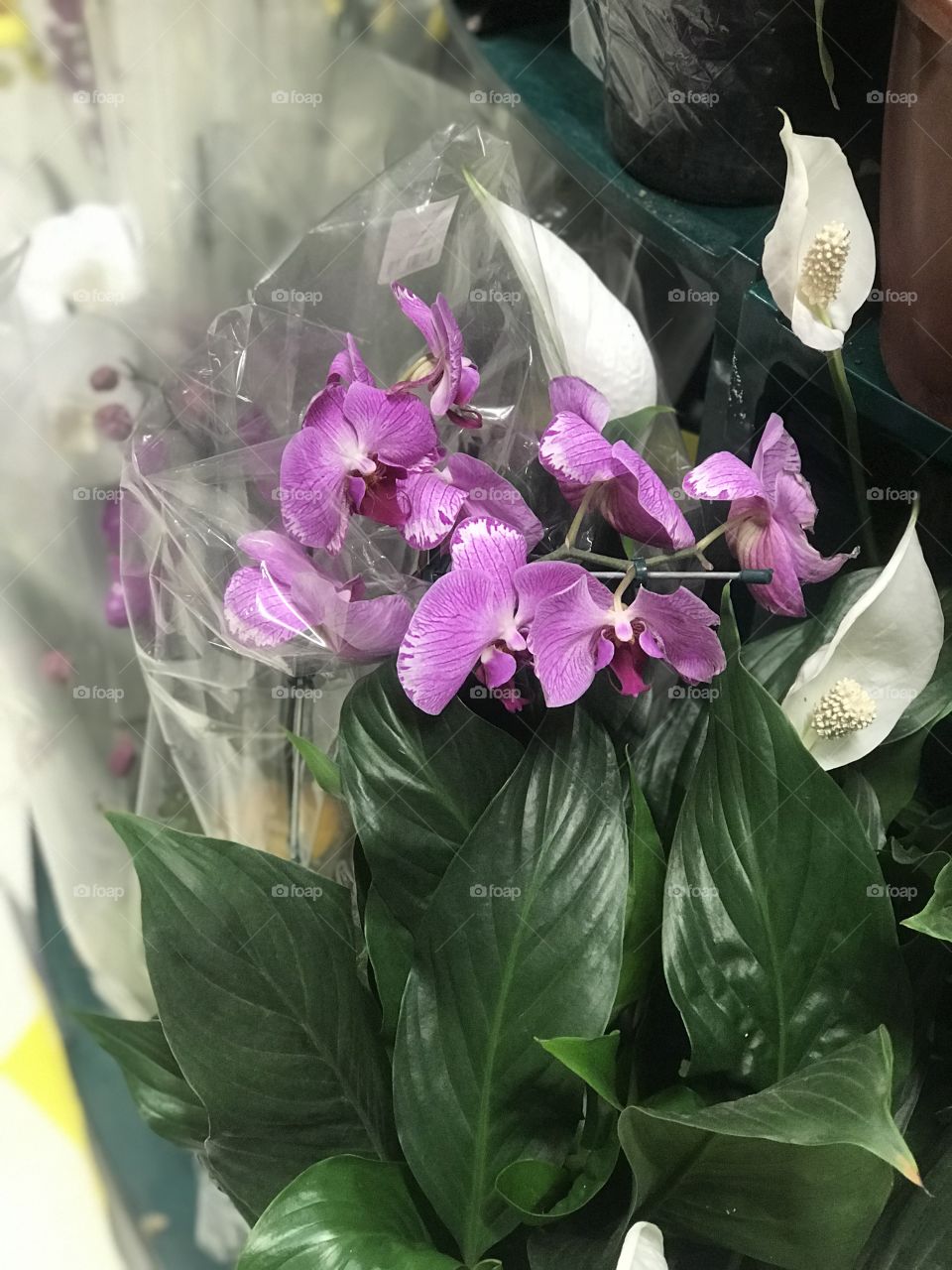 Plants for sales  inside Shopping in Brazil 