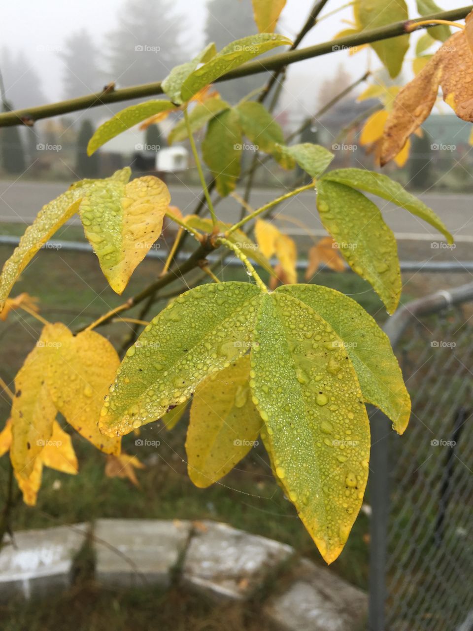 Drew drop leaves