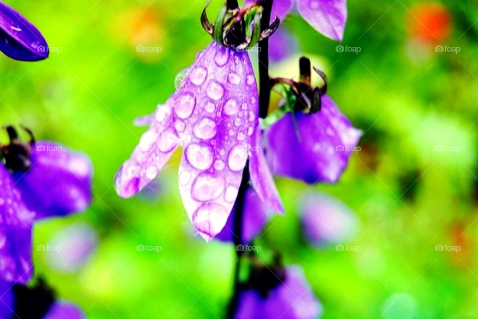 green flowers garden flora by merethe