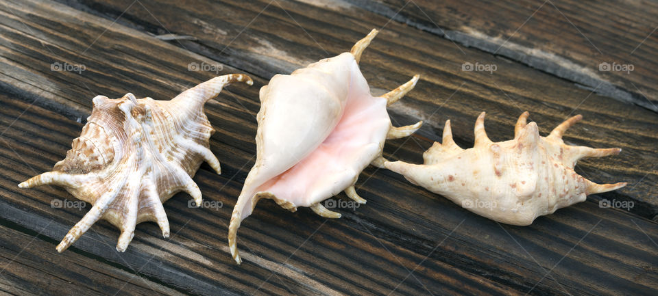 Spiked seashells on wet wood