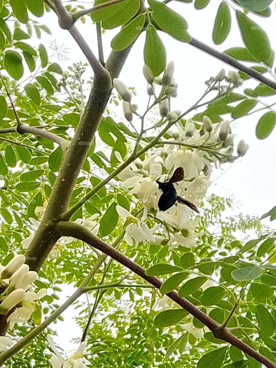 bumblebee on flower