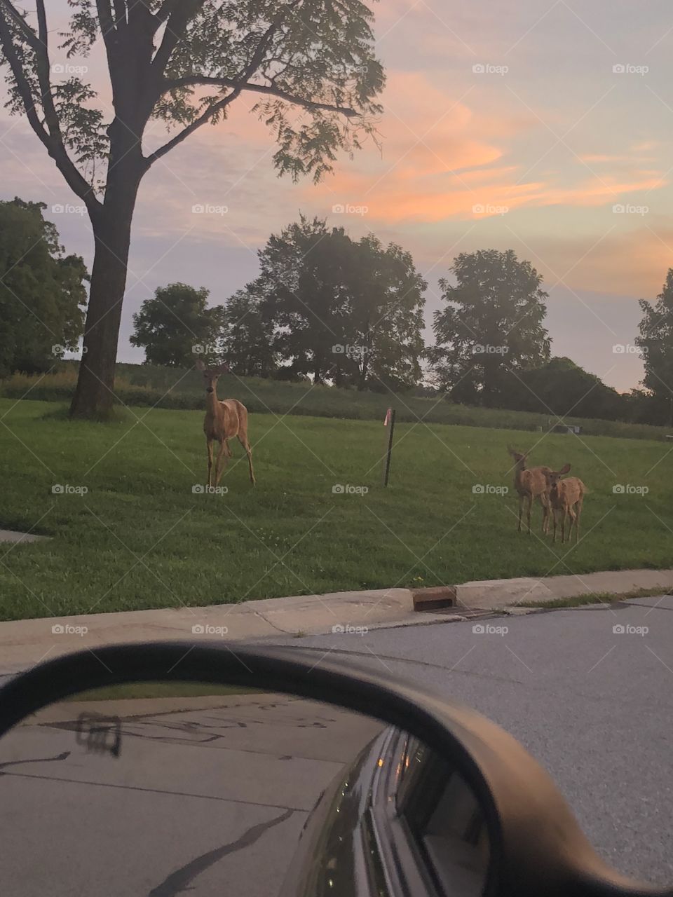 Family of Deer under a Gorgeous Sunset