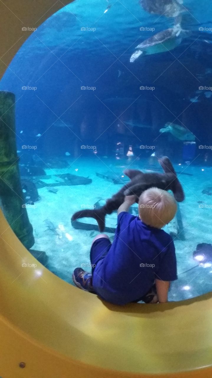 Boy Playing With Shark