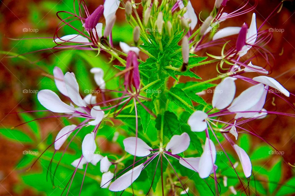 Tobacco flowers 