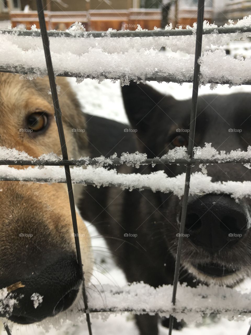 Winter dogs