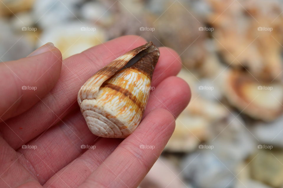Person hand holding sea shells