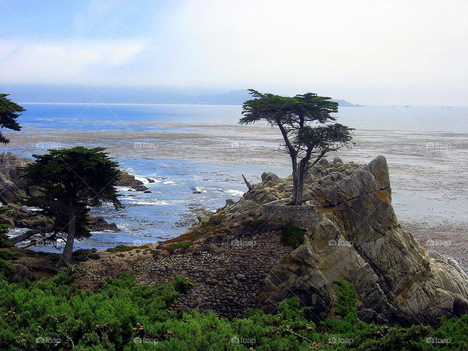 pine on the rock at the sea cliff
