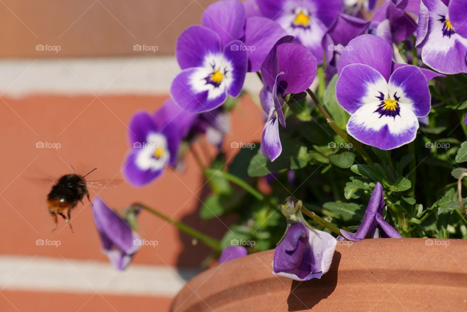 bumblebee in flight