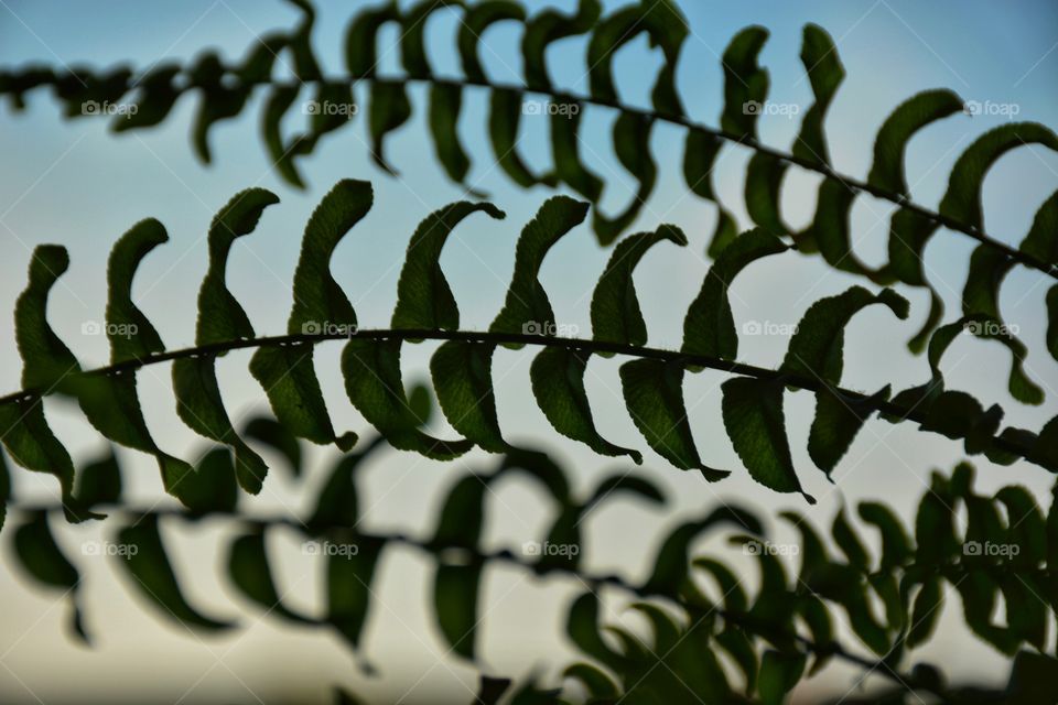 Silhouette plant