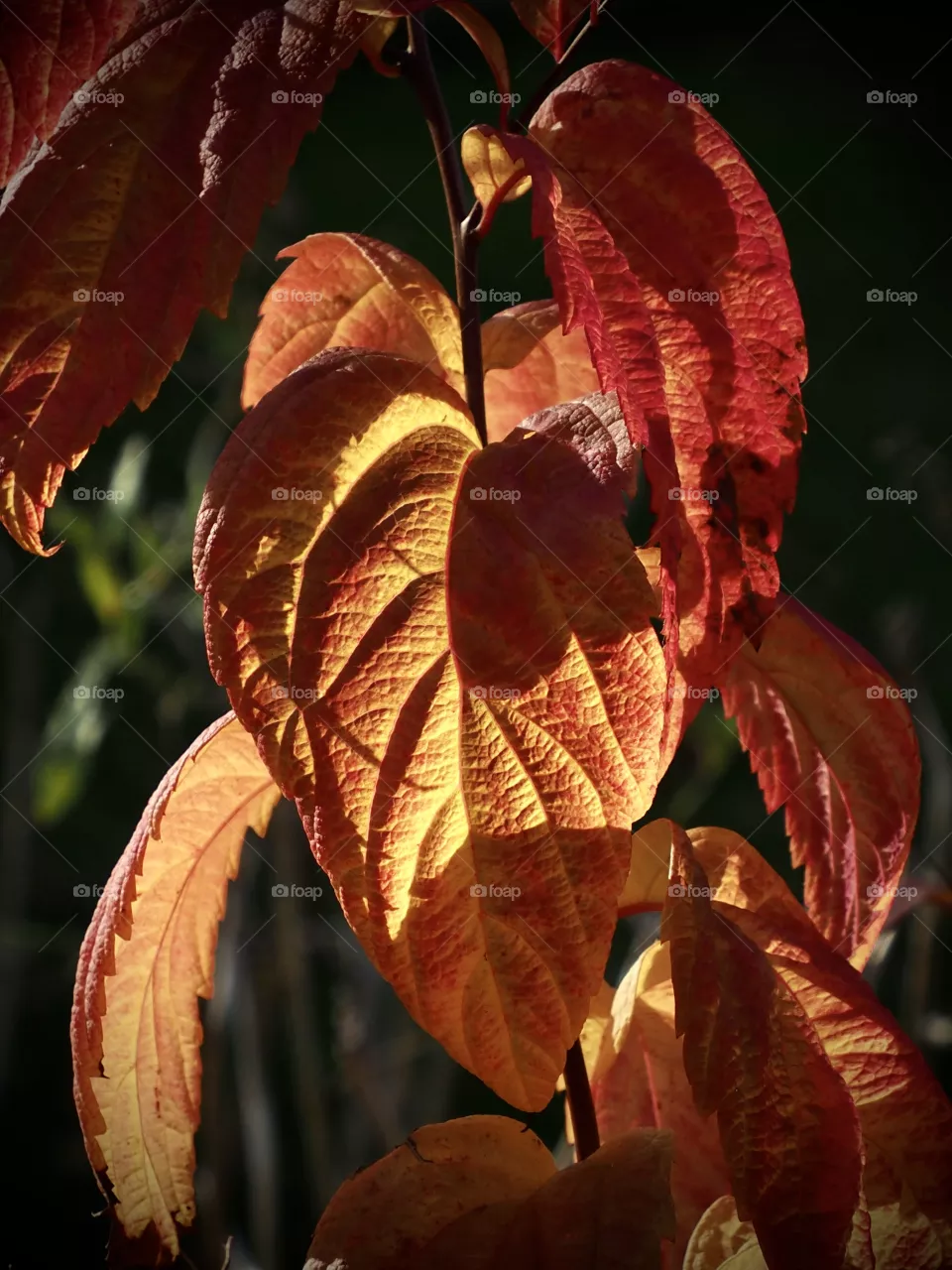 🍁