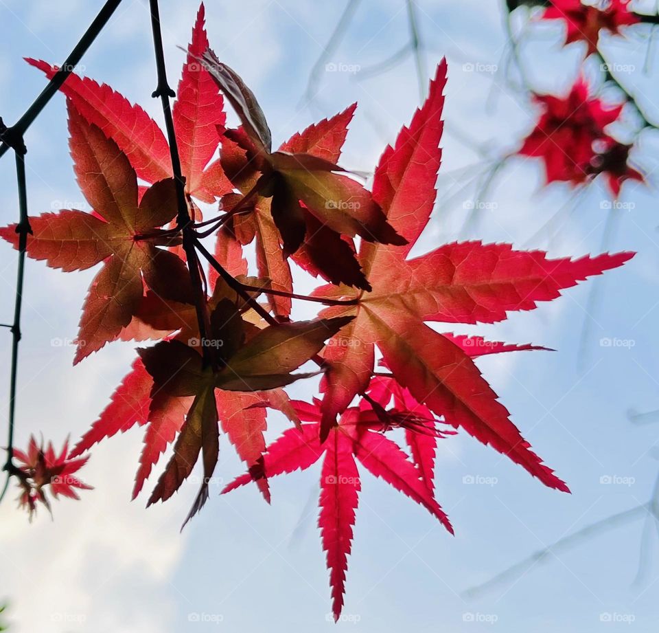 Maple leaves