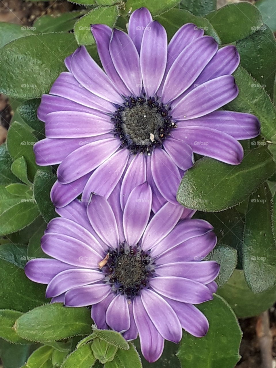 Pink aster flower ( daisy family )