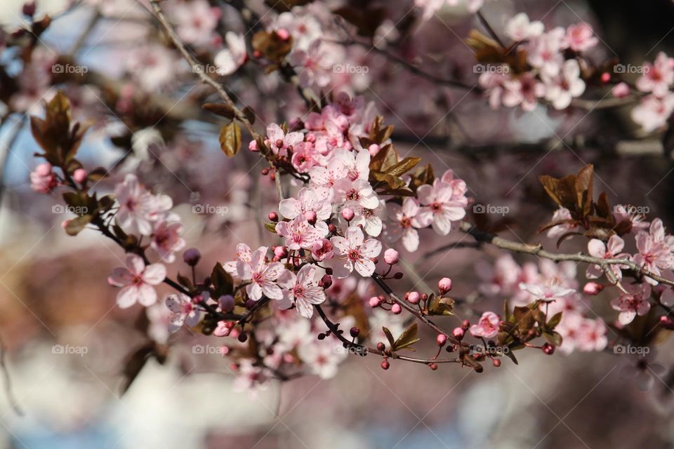 pink spring flowers