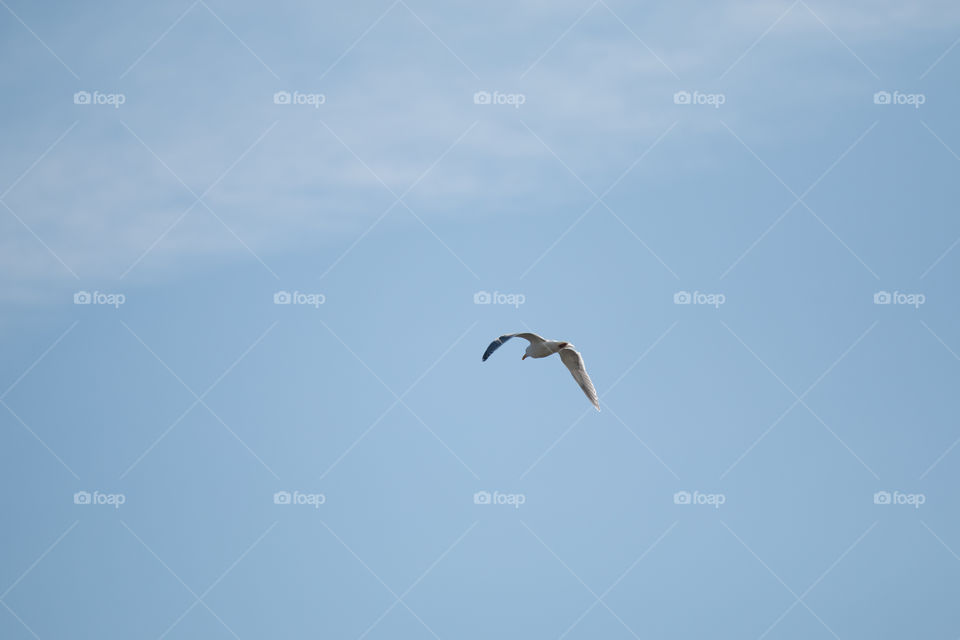 Bird, Sky, Flight, Nature, Outdoors