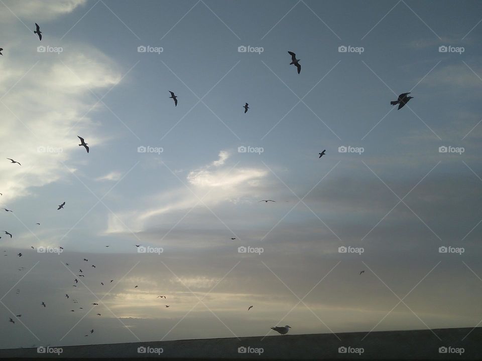 Flock of seagulls flying cross the sky at essaouira city in Morocco.