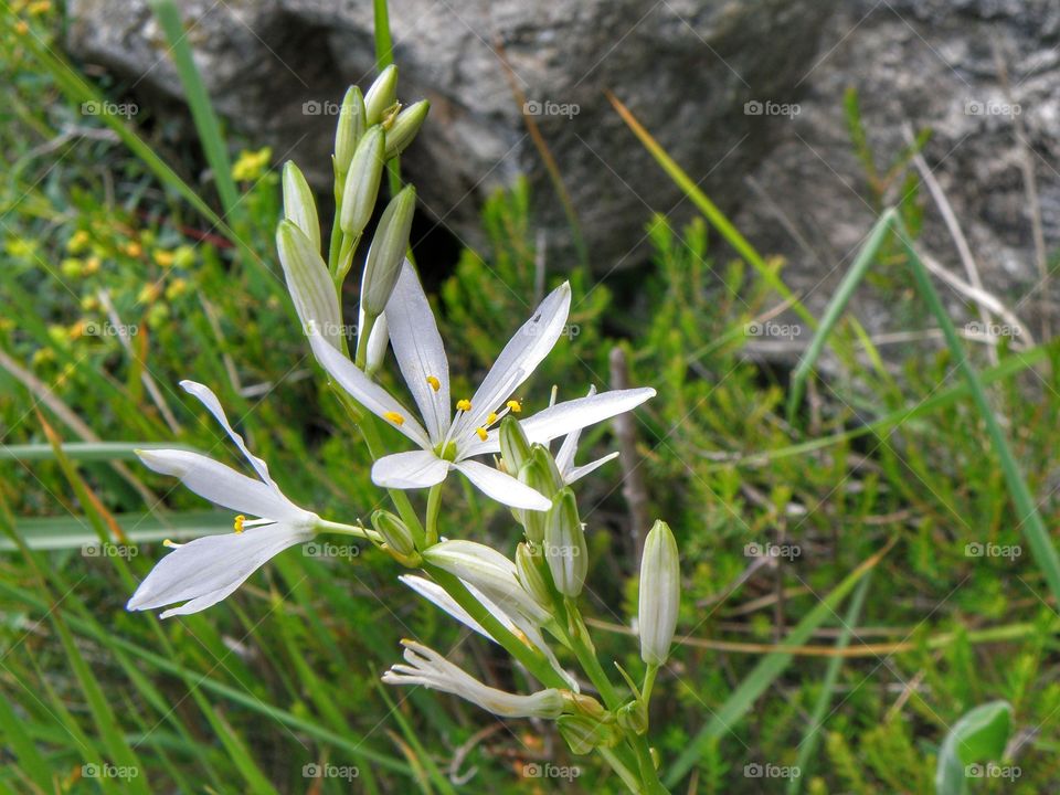 Blooming wild lilies