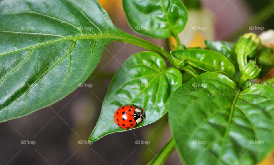 green leaves and ladybug spring time