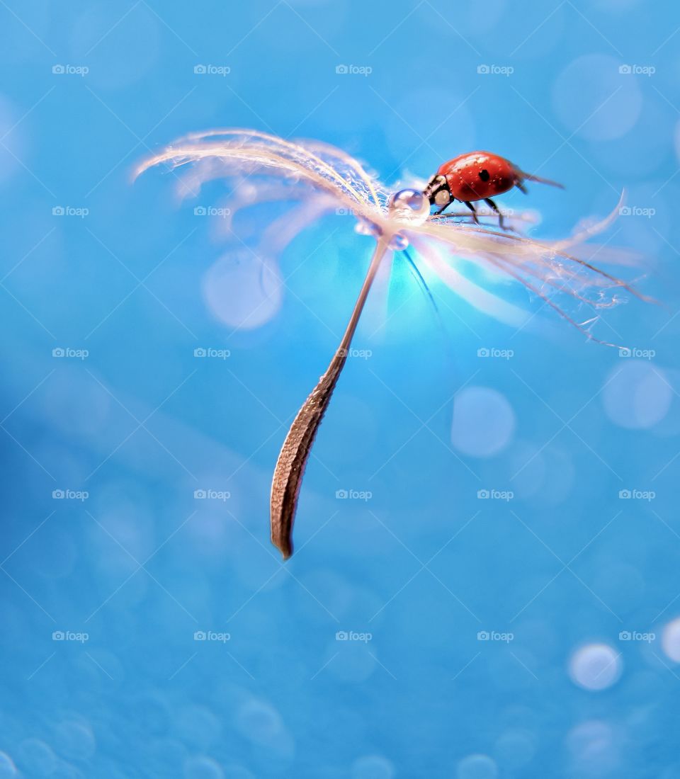 Ladybug fly on the dandelion 