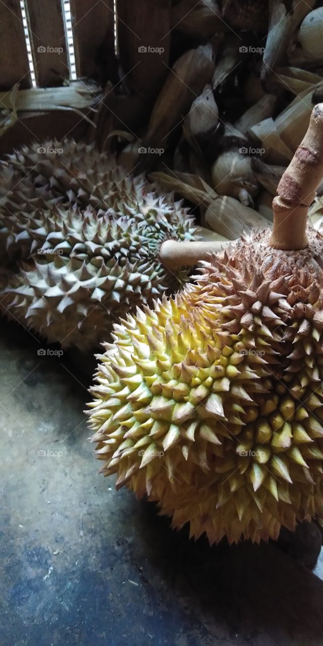 Durian fruit.