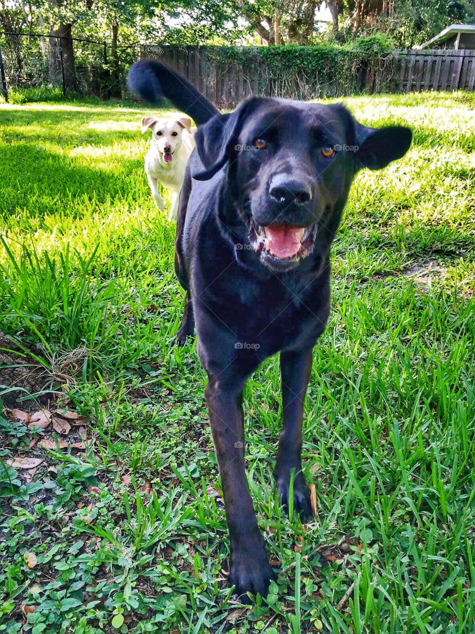 White & Black Labradors in yard