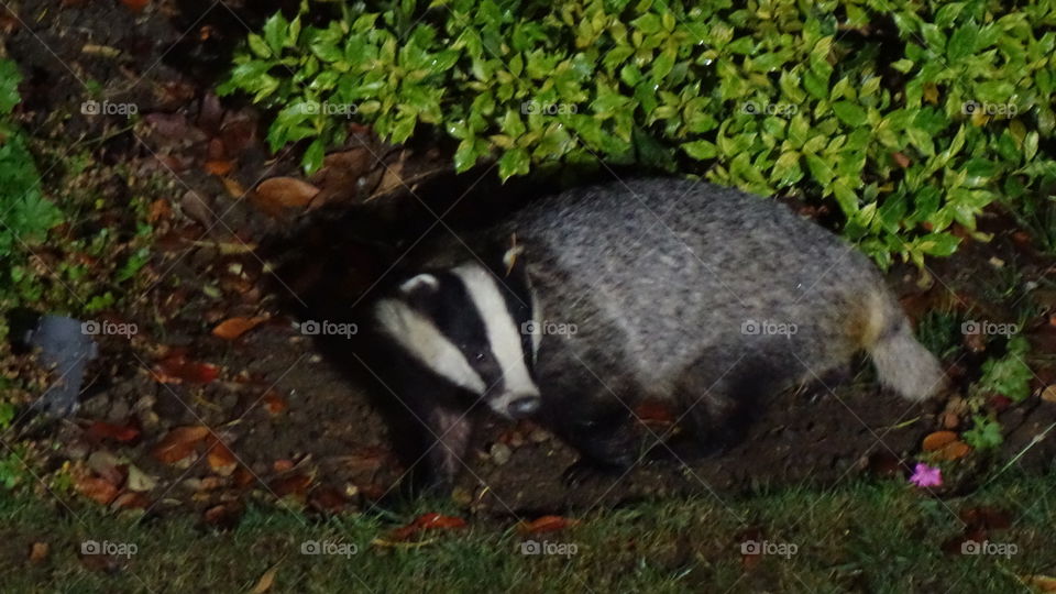 Badger 