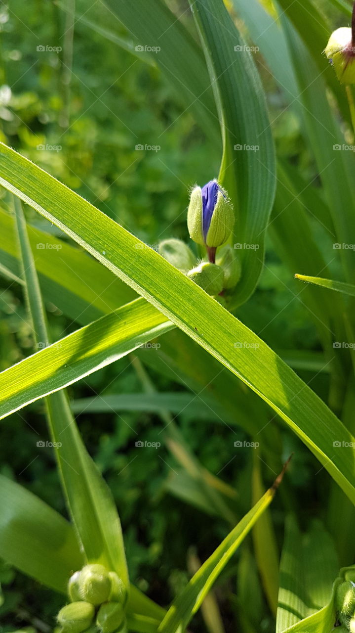 blue bud in the grass