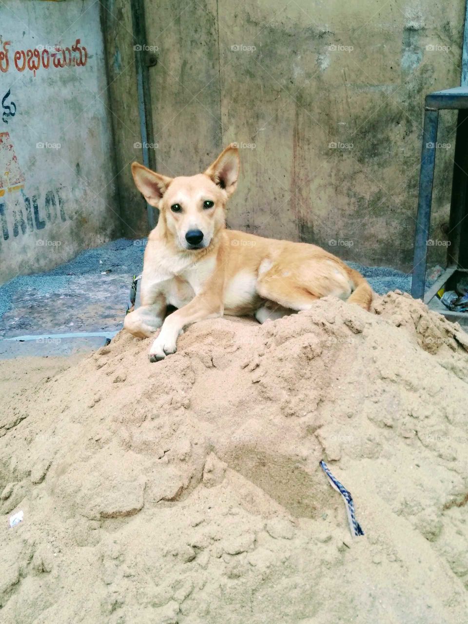 dog chilling out on sand