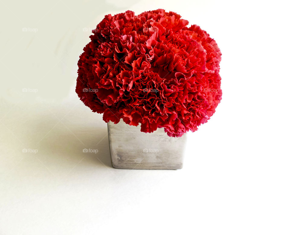 A bouquet of pink carnations on a white background 