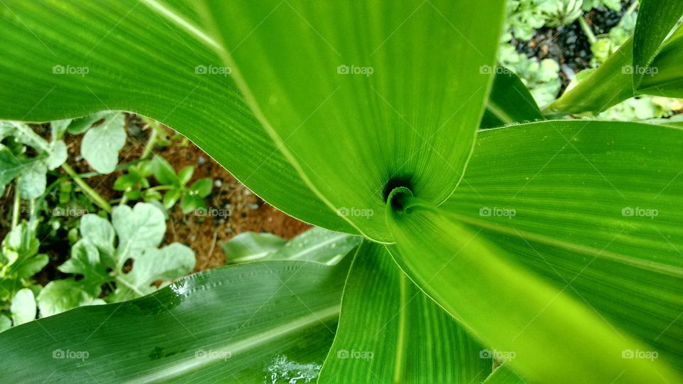 Leaf, Flora, Nature, Growth, Environment