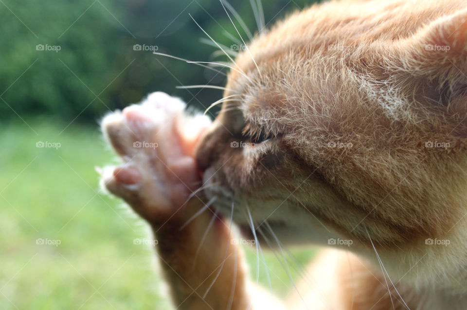 grass sun cat animal by barkai