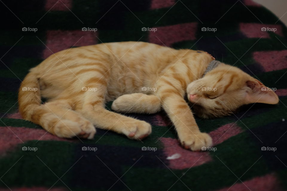 Ginger cat sleeping