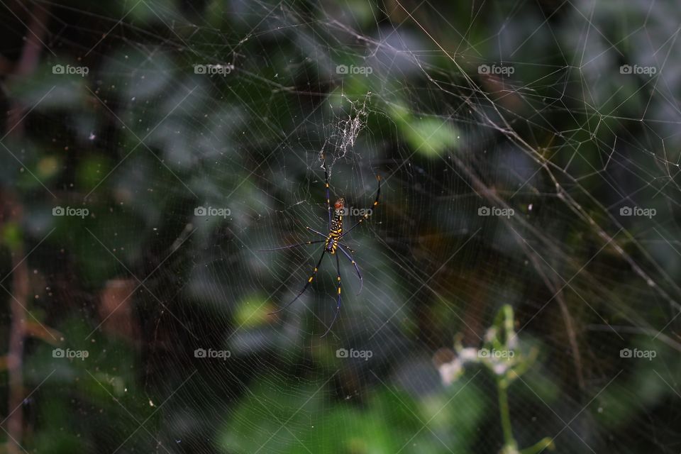 Spider