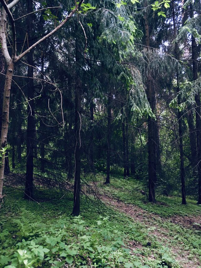 Green Forest 