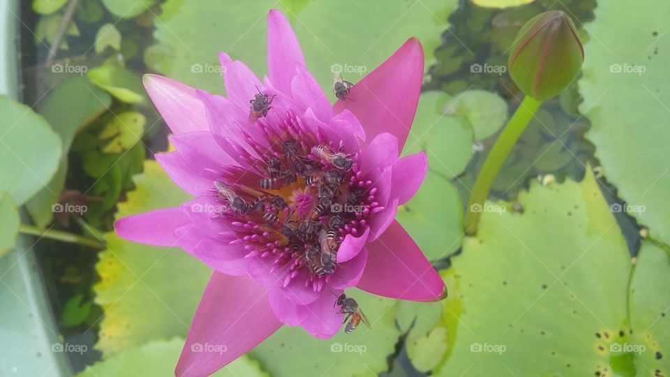 lotus and bees