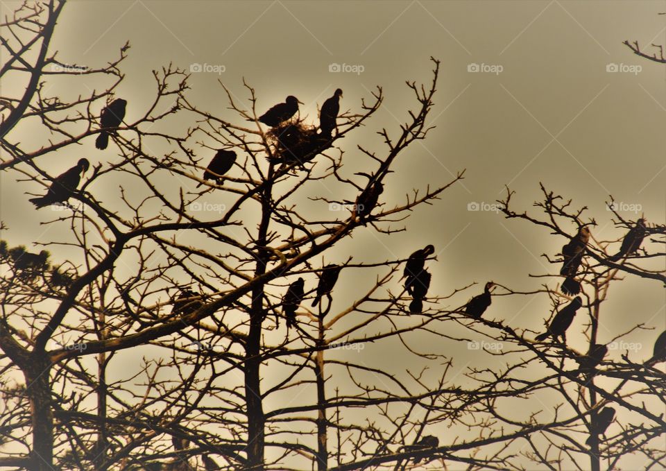 cormorans in the Lithuania Neringa