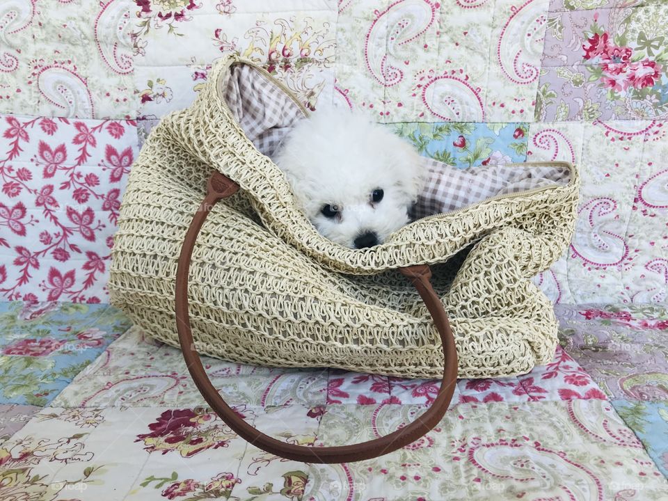 Bichon baby boy peeking out of a straw handbag with quilt background. Furry sweet white pup.