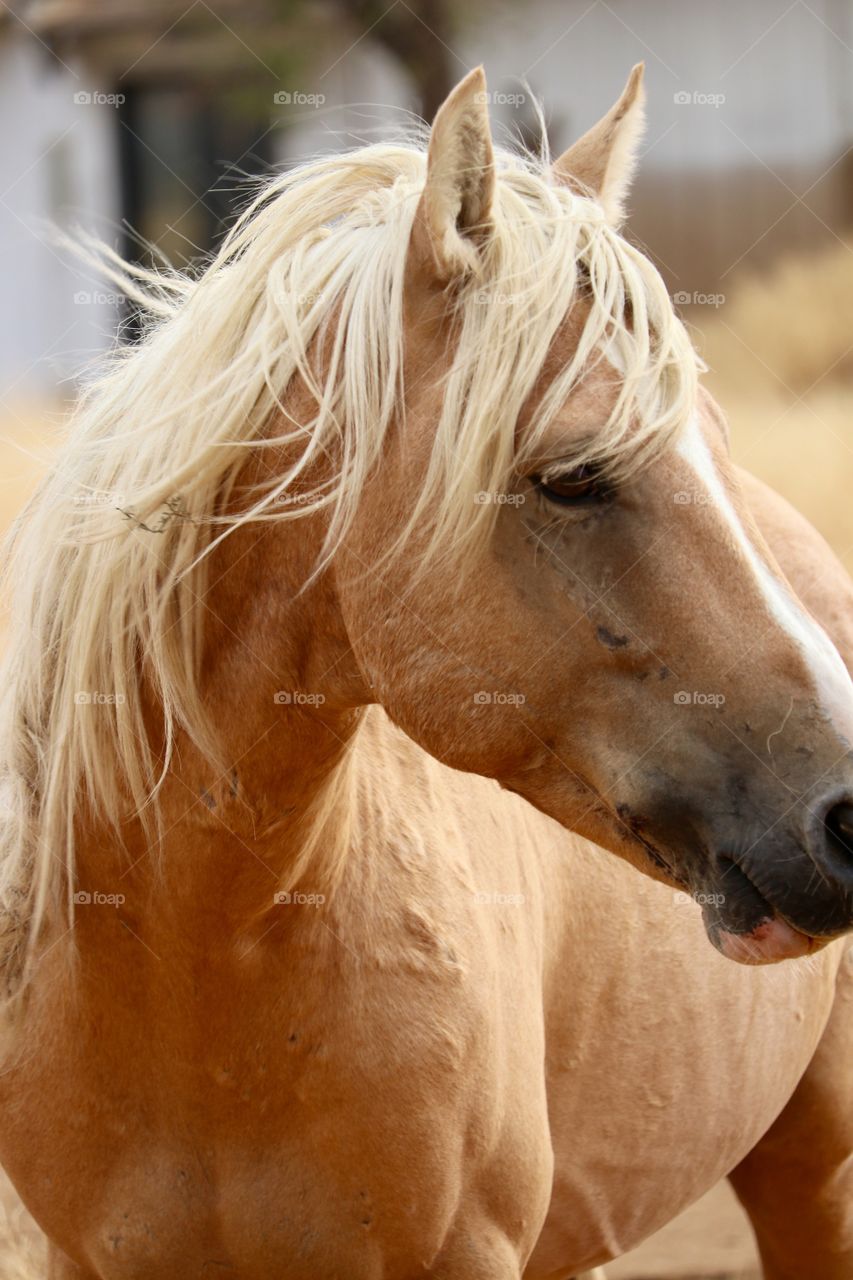 Closeup profile headshot of a wild Palomino in the high sierras of mountains of Nevada USA 