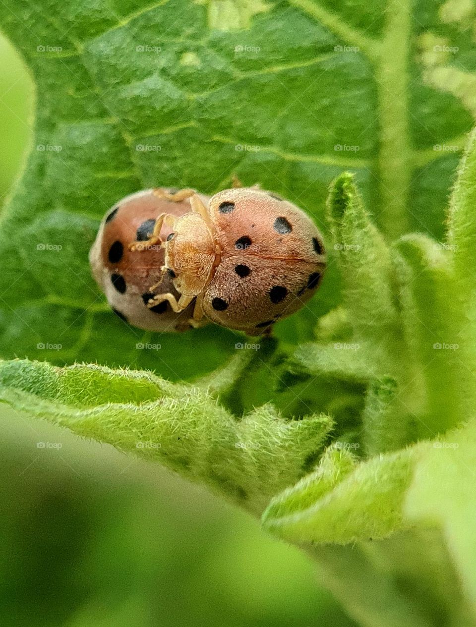 Mexican Bean Beetle Mating