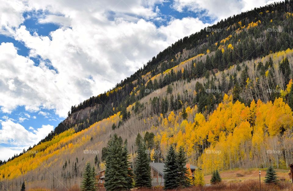 Bright yellow aspen leaves brighten a stark hillside in southwest Colorado in this early fall photo
