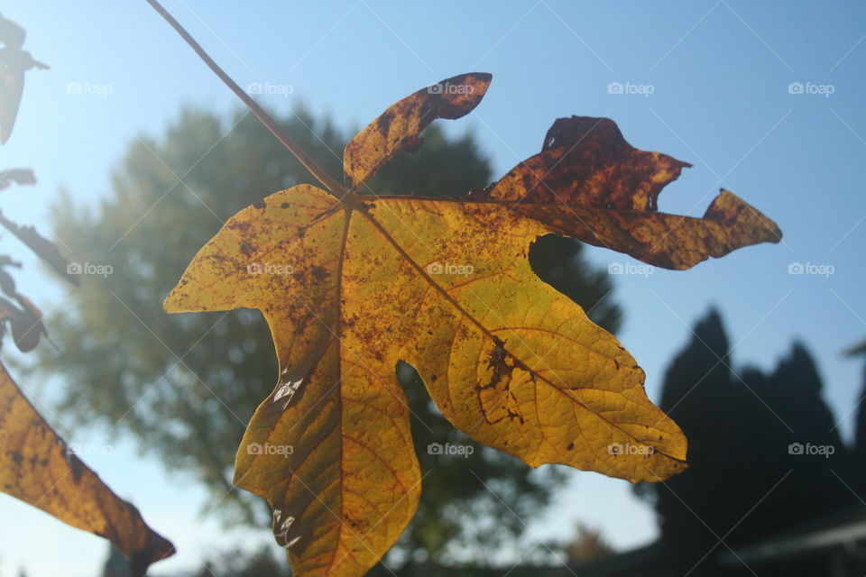 sun shining through leaf fall