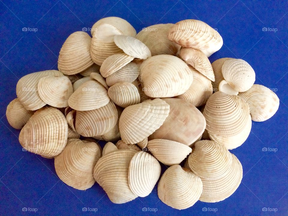Seashells