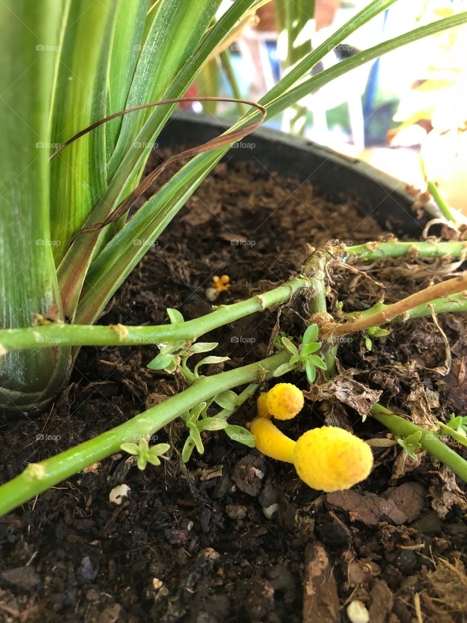 Tiny Yellow Mushrooms 