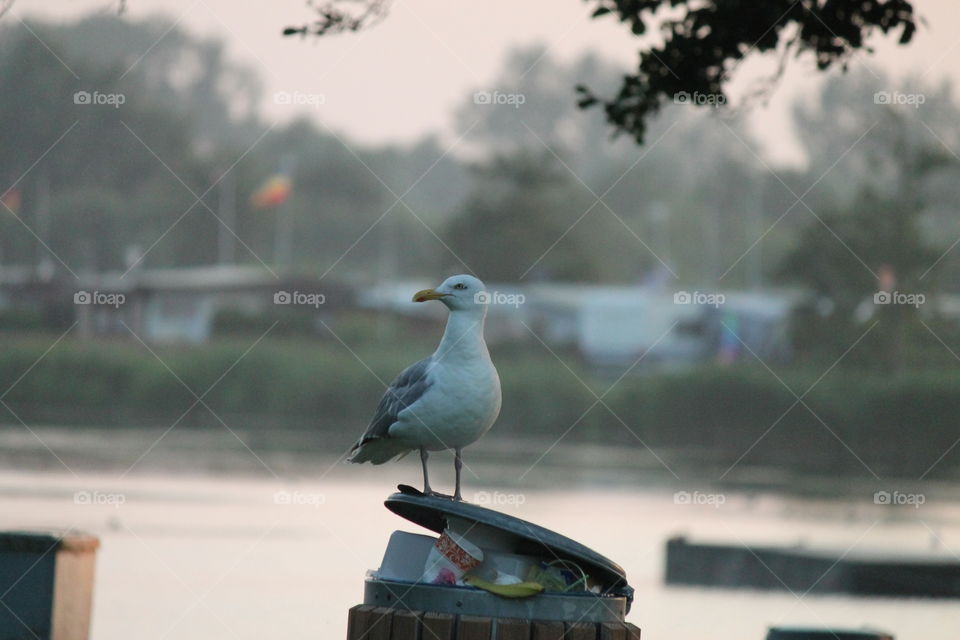 Gull on thrash