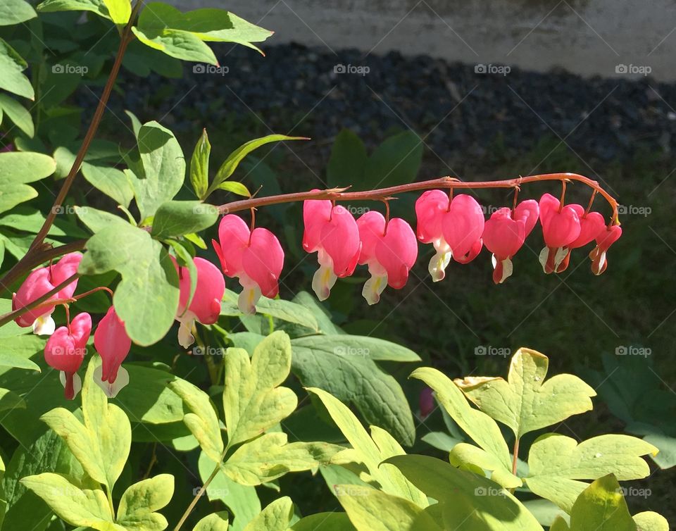 Bleeding Hearts